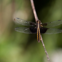 dragonfly_001